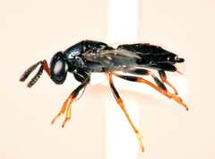 Encyrtidae