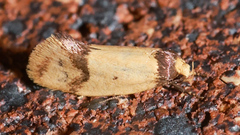 Olbonoma triptycha