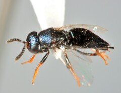 Encyrtidae