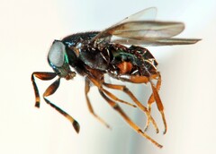 Encyrtidae