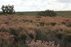 Chamelaucium micranthum