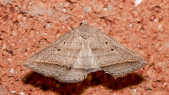 Loxioda hampsoni