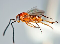 Encyrtidae
