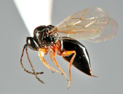 Eucoilinae