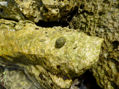 Nerita tessellata