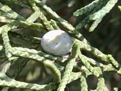 Walshomyia juniperina