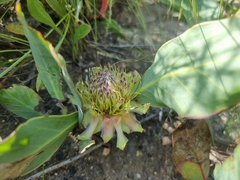 Protea acaulos