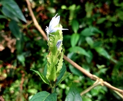 Ecbolium