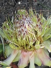 Protea acaulos