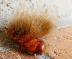 Phyllalia patens