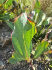 Protea acaulos