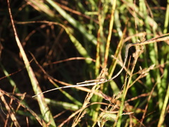 Platycnemis dealbata