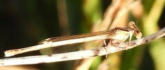 Platycnemis dealbata