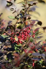 Berberis vulgaris