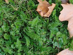 Achillea millefolium