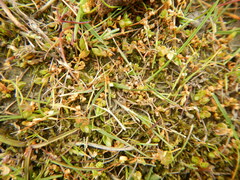 Stellaria humifusa