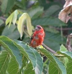 Foudia madagascariensis