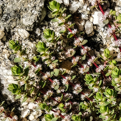 Illecebrum verticillatum