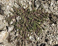 Illecebrum verticillatum