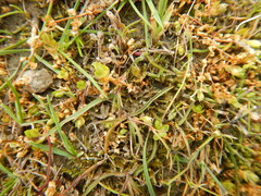 Stellaria humifusa