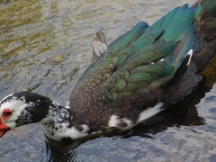 Cairina moschata domestica