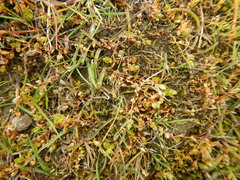 Stellaria humifusa