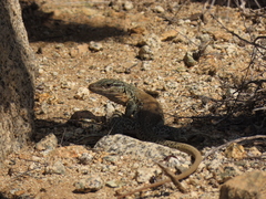 Callopistes maculatus