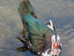 Cairina moschata domestica