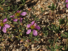 Fagonia chilensis