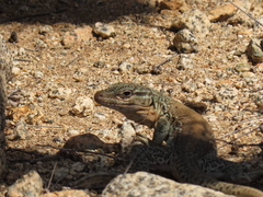 Callopistes maculatus