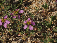 Fagonia chilensis