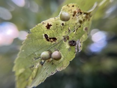 Pachypsylla