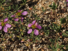 Fagonia chilensis