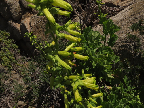 Image of Nicotiana solanifolia by (c) Nicolás Lavandero, some rights reserved (CC BY)