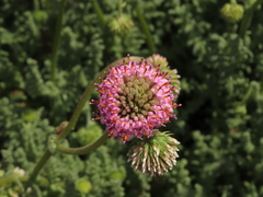 Polyachyrus fuscus
