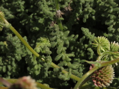 Polyachyrus fuscus