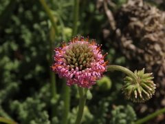 Polyachyrus fuscus