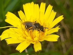 Lasioglossum leucozonium
