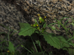 Erechtites leptanthus