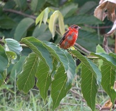 Foudia madagascariensis