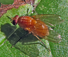 Phaonia pallida