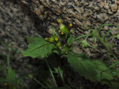 Erechtites leptanthus