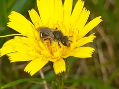 Lasioglossum leucozonium