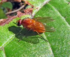 Phaonia pallida