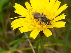 Lasioglossum leucozonium