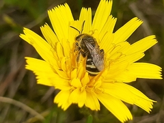 Lasioglossum leucozonium