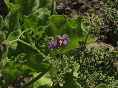 Solanum remyanum