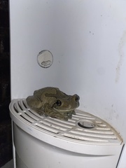 Trachycephalus vermiculatus