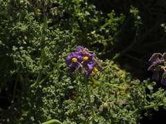 Solanum remyanum