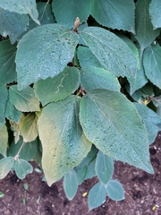 Viburnum carlesii